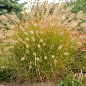 Desert Plains Fountain Grass